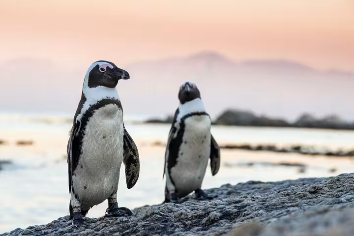 Two African penguins stand on rocks at sunset, capturing the serene beauty of Cape Town's Boulders Beach.