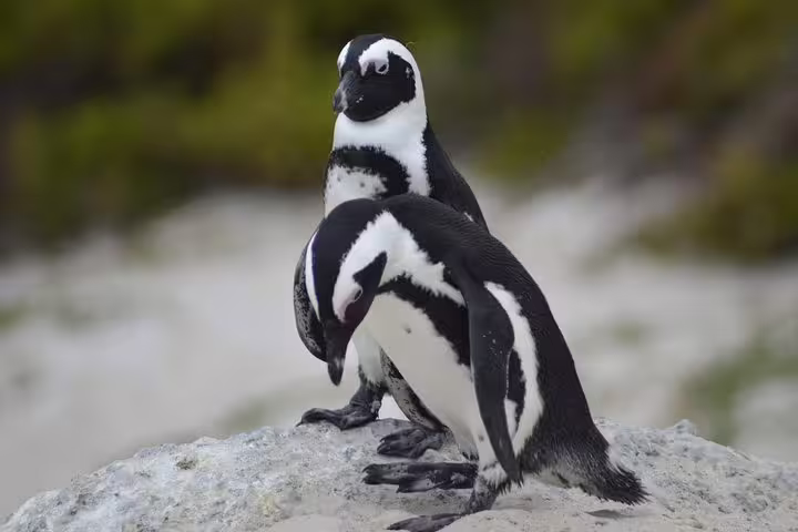 Two African penguins on a rock at Boulders Beach, part of the Cape of Good Hope tour from Cape Town.