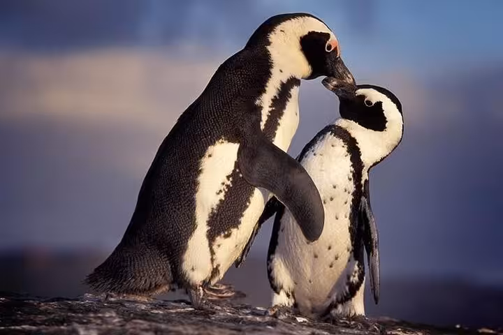 Two African penguins sharing a tender moment on the rocky shores of Boulders Beach at sunset.