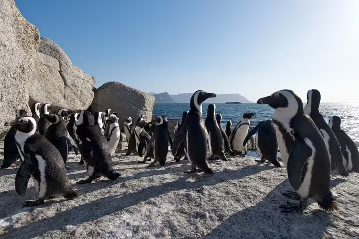 African penguins basking in the sun on rocky shores at Boulders Beach, Table Mountain National Park tour.