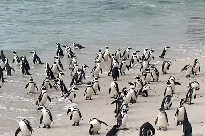 Colony of African penguins waddling on a sandy beach near the ocean in Cape Peninsula, South Africa.