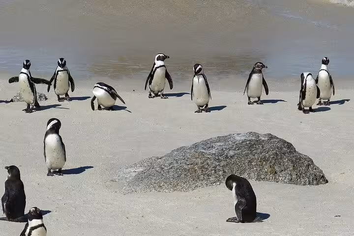 Group of African penguins on the sandy beach at Cape Point, an iconic feature of the Cape of Good Hope tour.