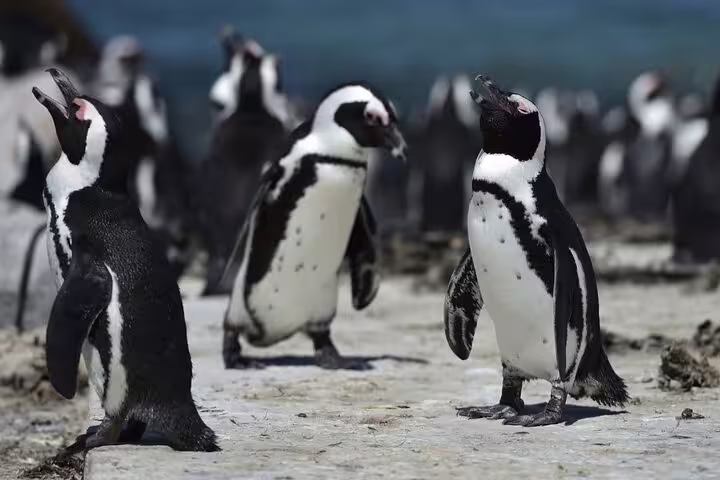 African penguins waddling on the rocky shore of Stony Point, a key highlight of the Hermanus day tour.