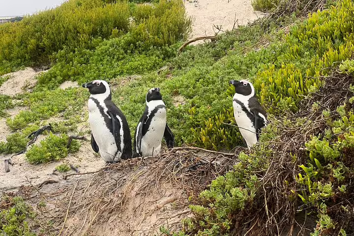 Three African penguins standing on sandy terrain surrounded by greenery at the Penguins Colony in South Africa.