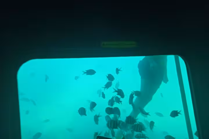Underwater window view with tropical fish in Ain El Sokhna, Red Sea boat excursion on a day tour from Cairo