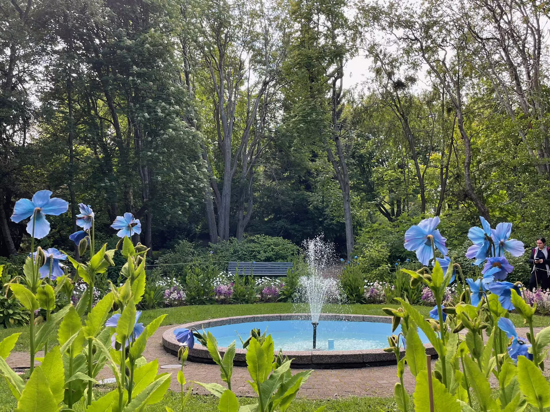 Blue Himalayan poppies surrounding a circular fountain in Akureyri Botanical Garden, Norway