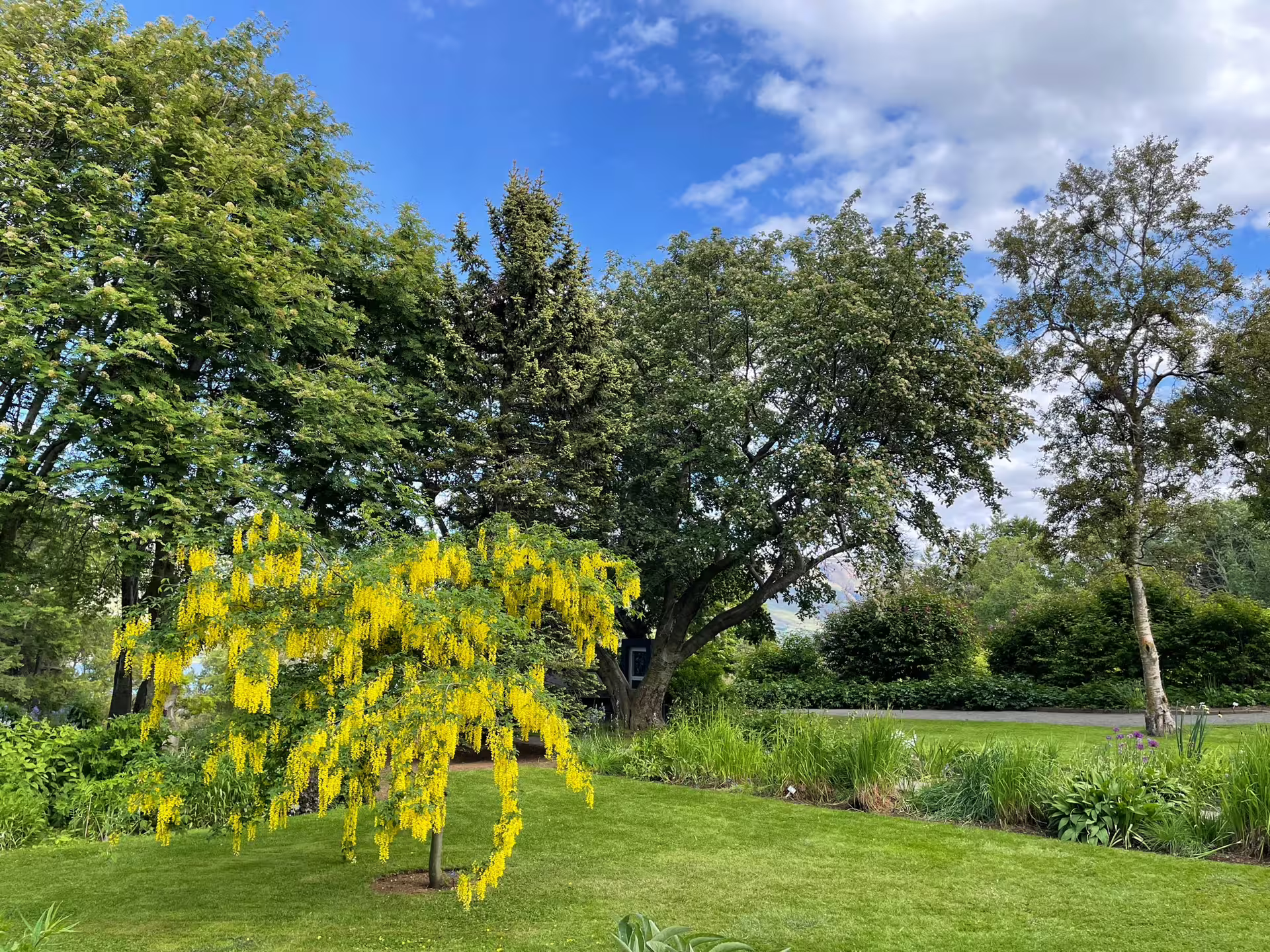 Laburnum tree with cascading yellow flowers in Akureyri Botanical Garden on a sunny day