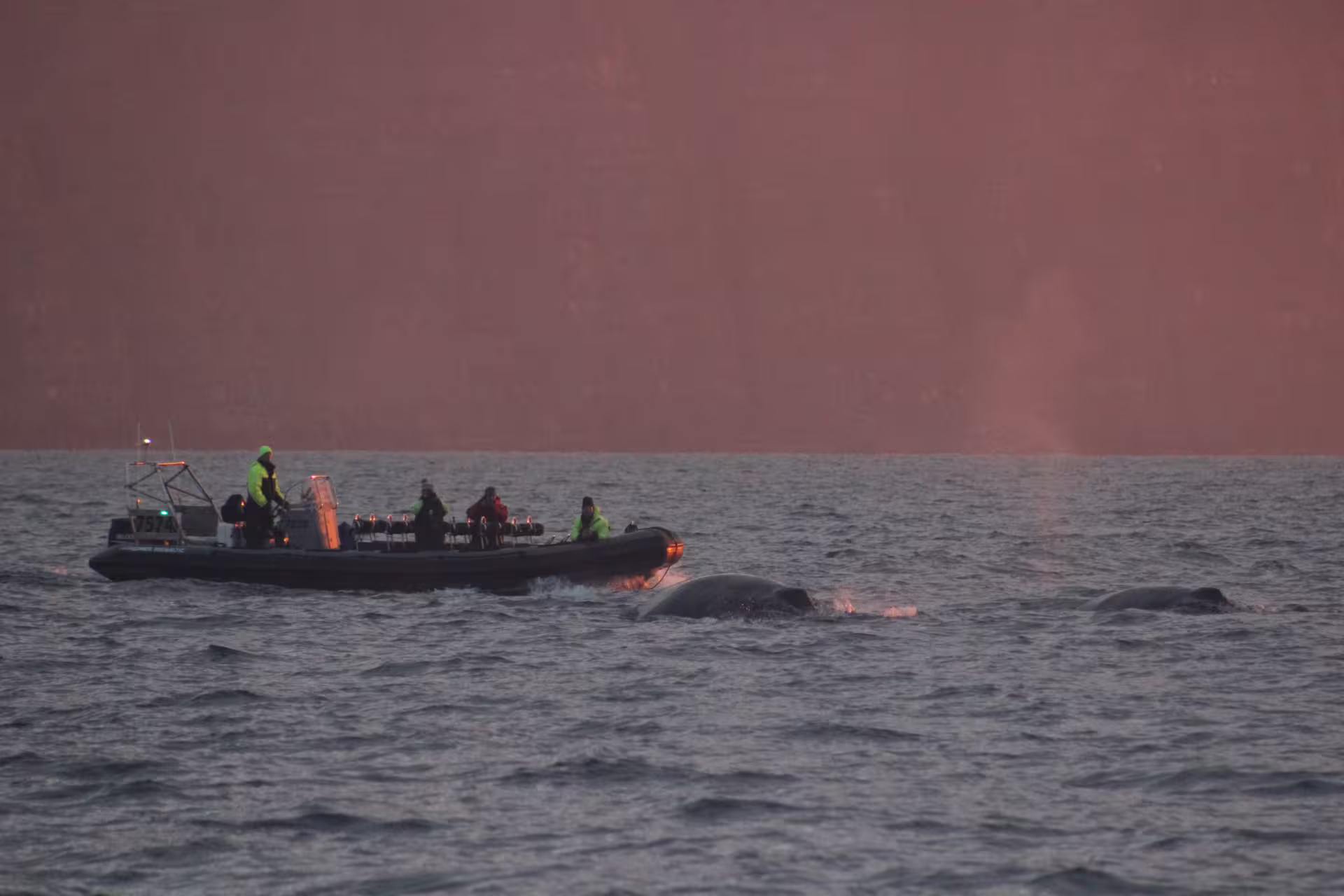 Whale watching RIB boat with passengers alongside surfacing whales at dusk in Akureyri, Iceland