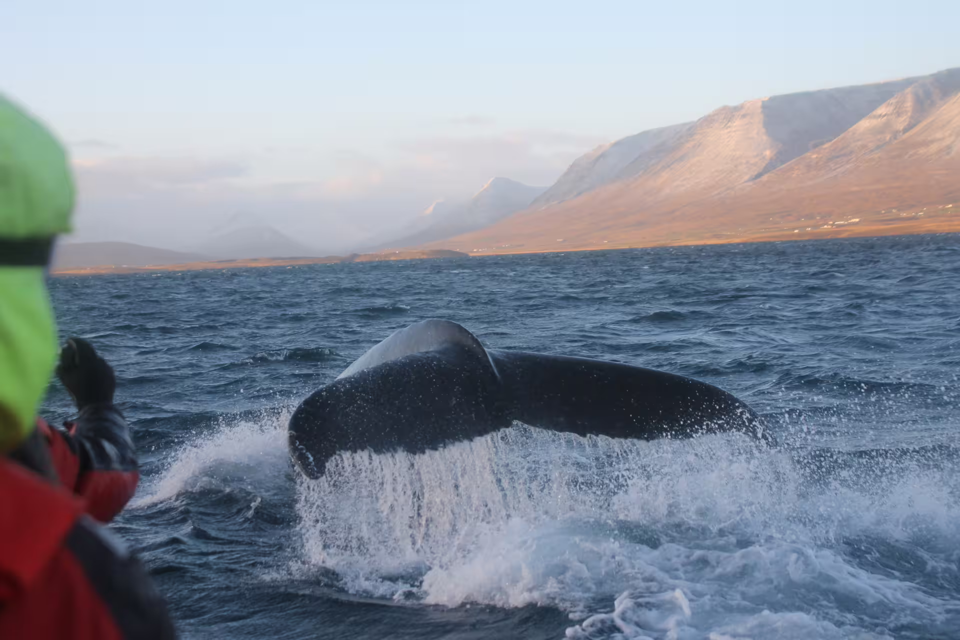 Whale tail fluke rising from ocean during evening whale watching tour near Akureyri with mountains backdrop