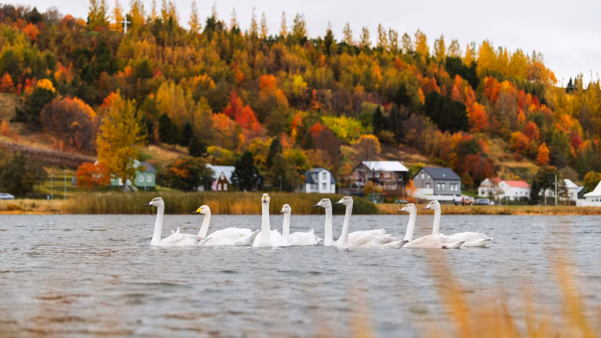 Whooper swans swimming on a calm lake in Akureyri with colorful autumn foliage and houses in the background