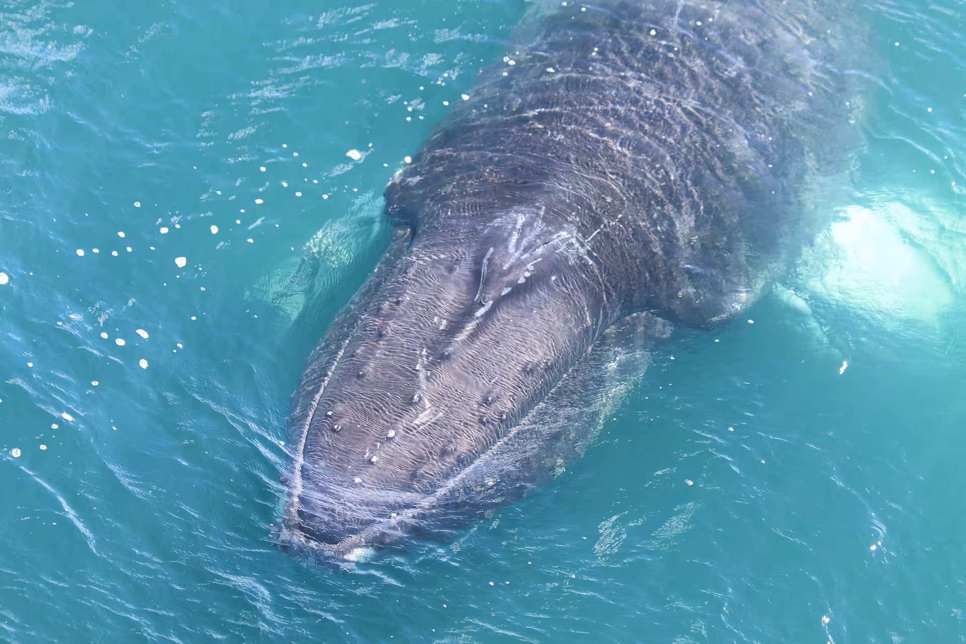Gray whale surfacing close to boat in turquoise Icelandic waters near Akureyri