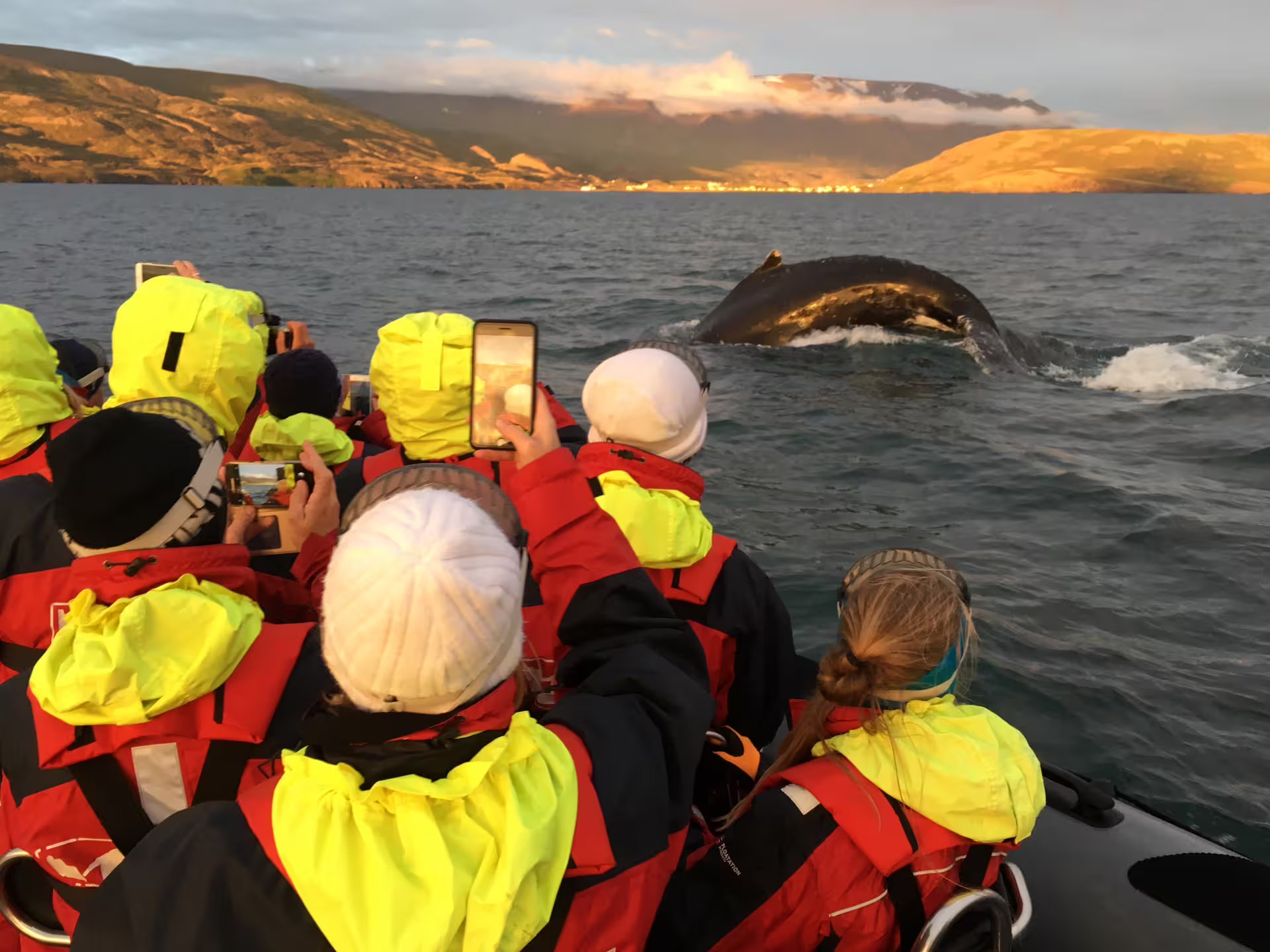 Tourists in red survival suits photographing a humpback whale breaching near Akureyri during midnight sun