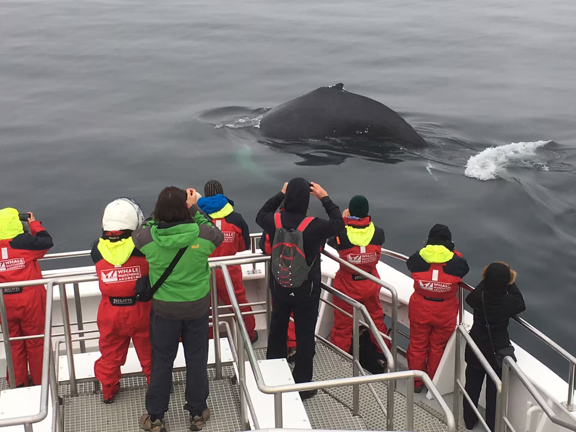 Tourists in red suits photographing a humpback whale surfacing beside a whale watching boat in Eyjafjordur Fjord