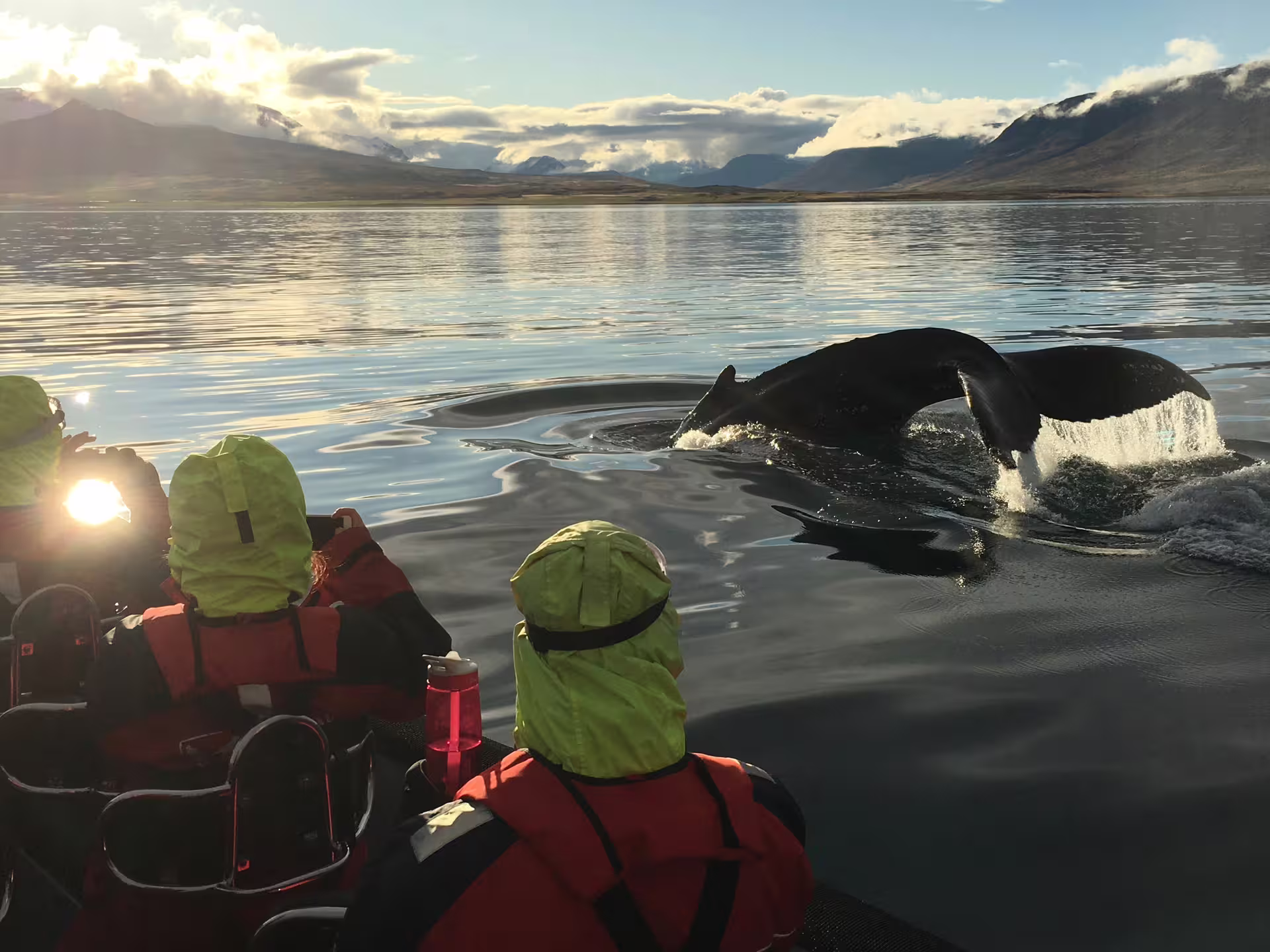 Tourists on a zodiac boat watching a humpback whale dive near Akureyri during midnight sun