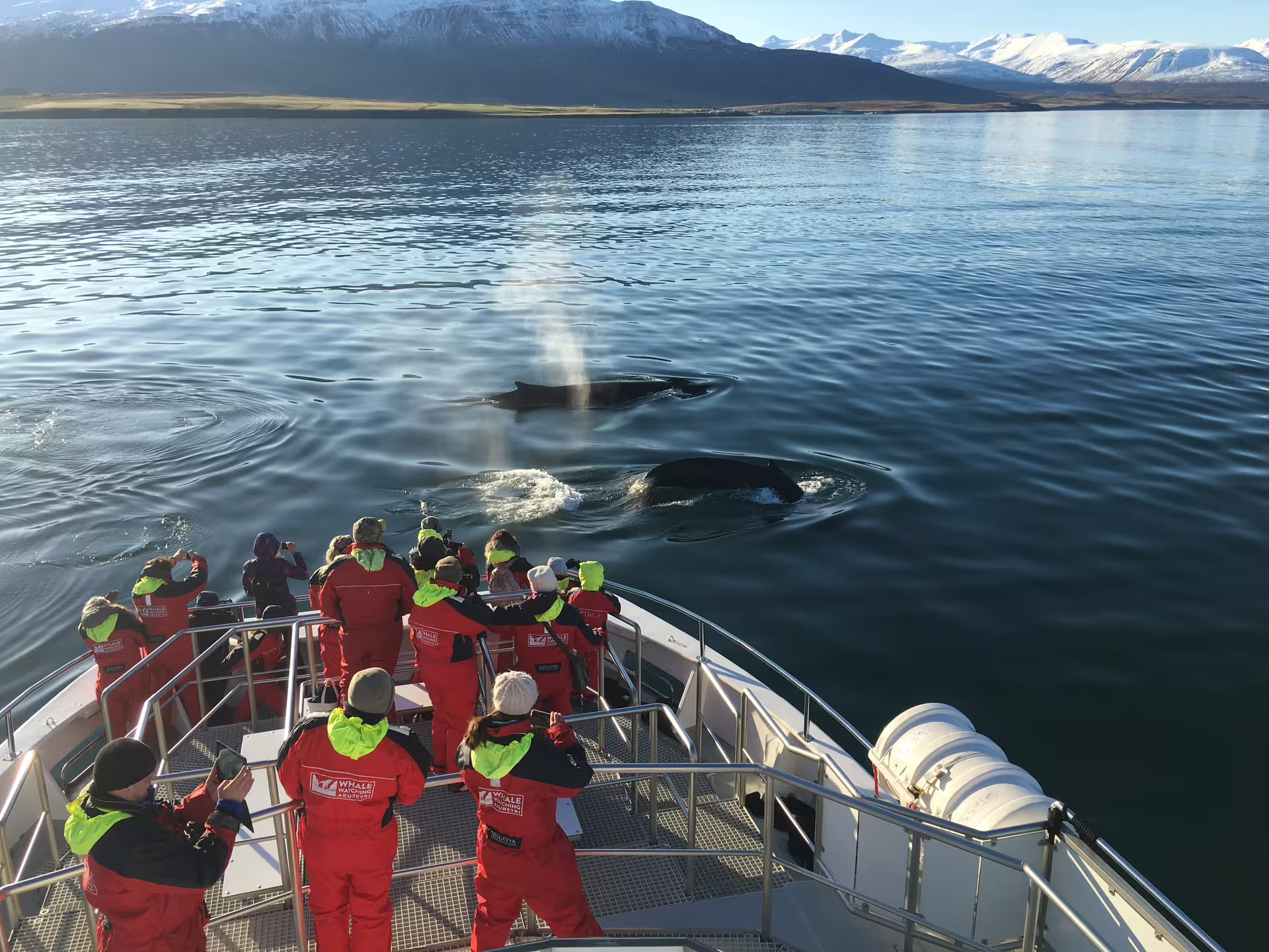 Whale watching tour group in red suits on boat bow observing humpback whales surfacing in Akureyri fjord