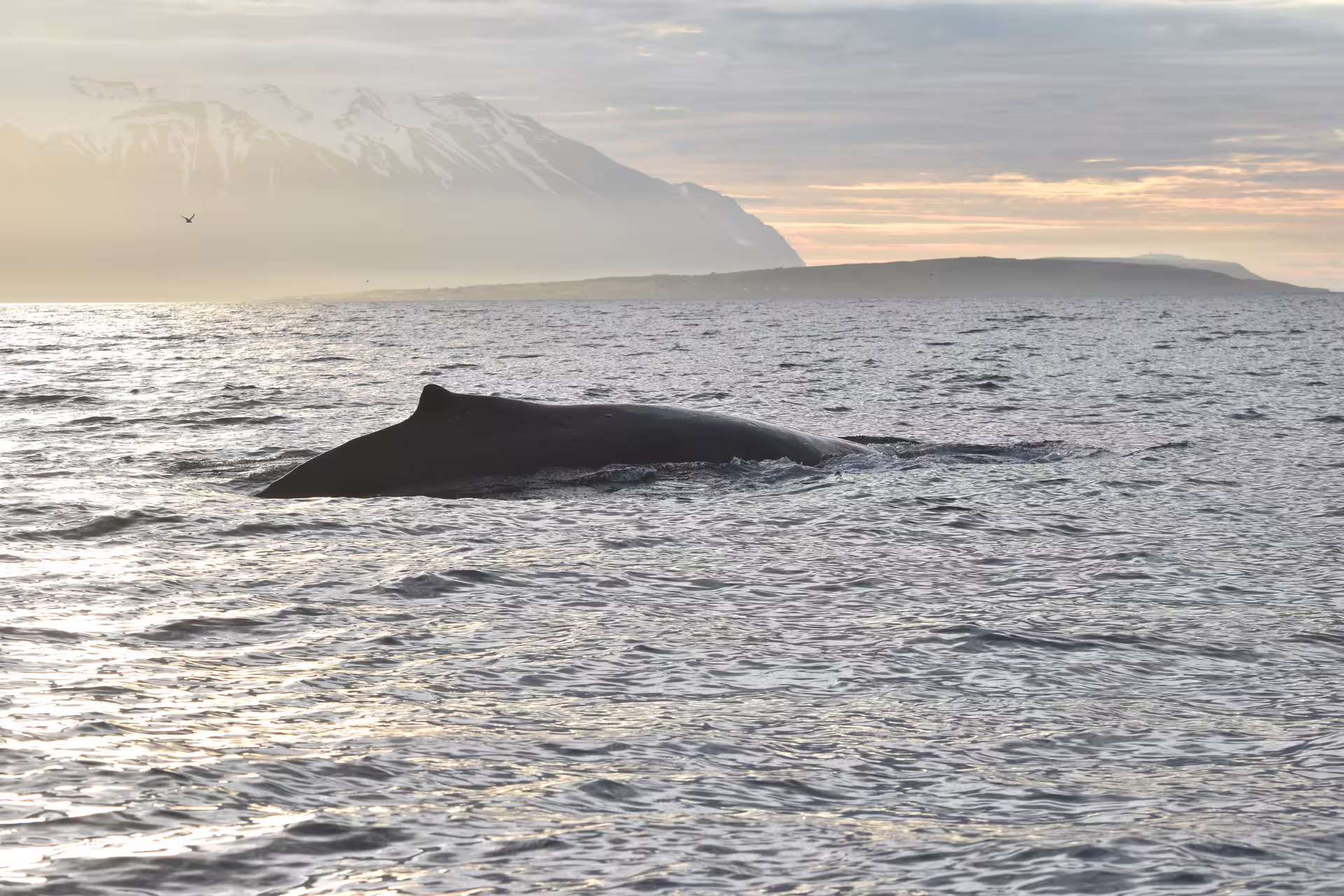 Humpback whale surfacing near Akureyri with snow-capped mountains at midnight sun