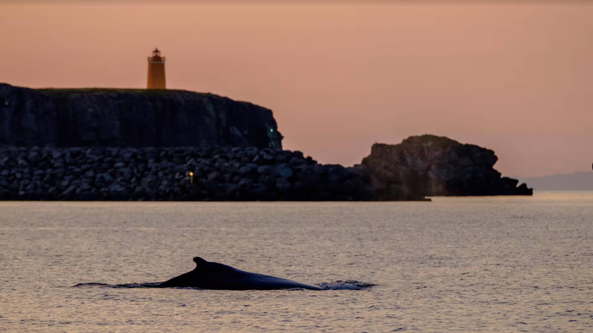 Whale surfacing near rocky cliffs with a lighthouse at sunset during midnight sun in Akureyri, Iceland