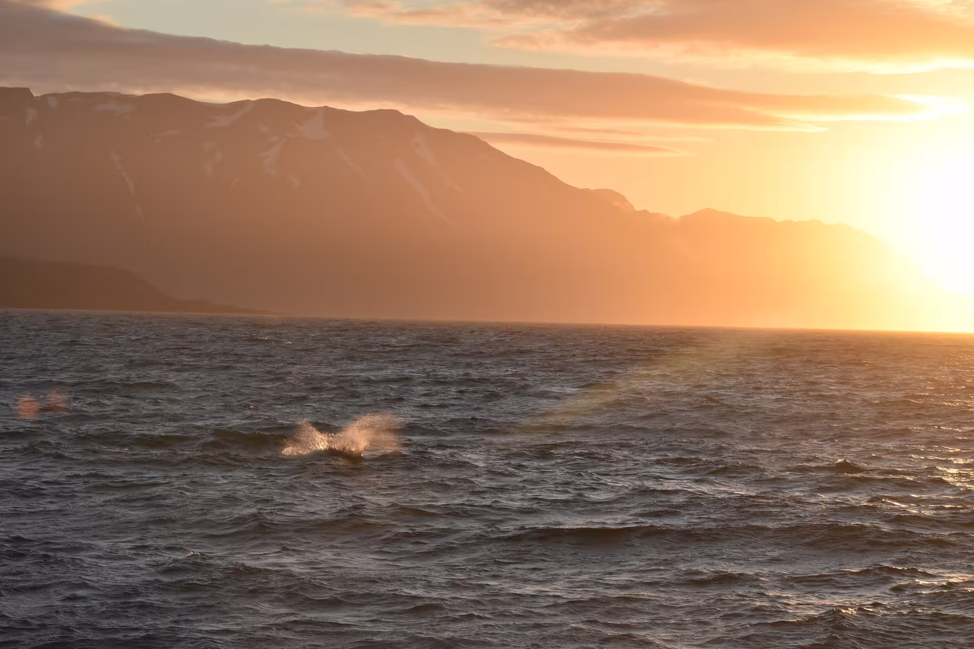 Whale breaching at sunset during midnight sun whale watching tour near Akureyri, Iceland
