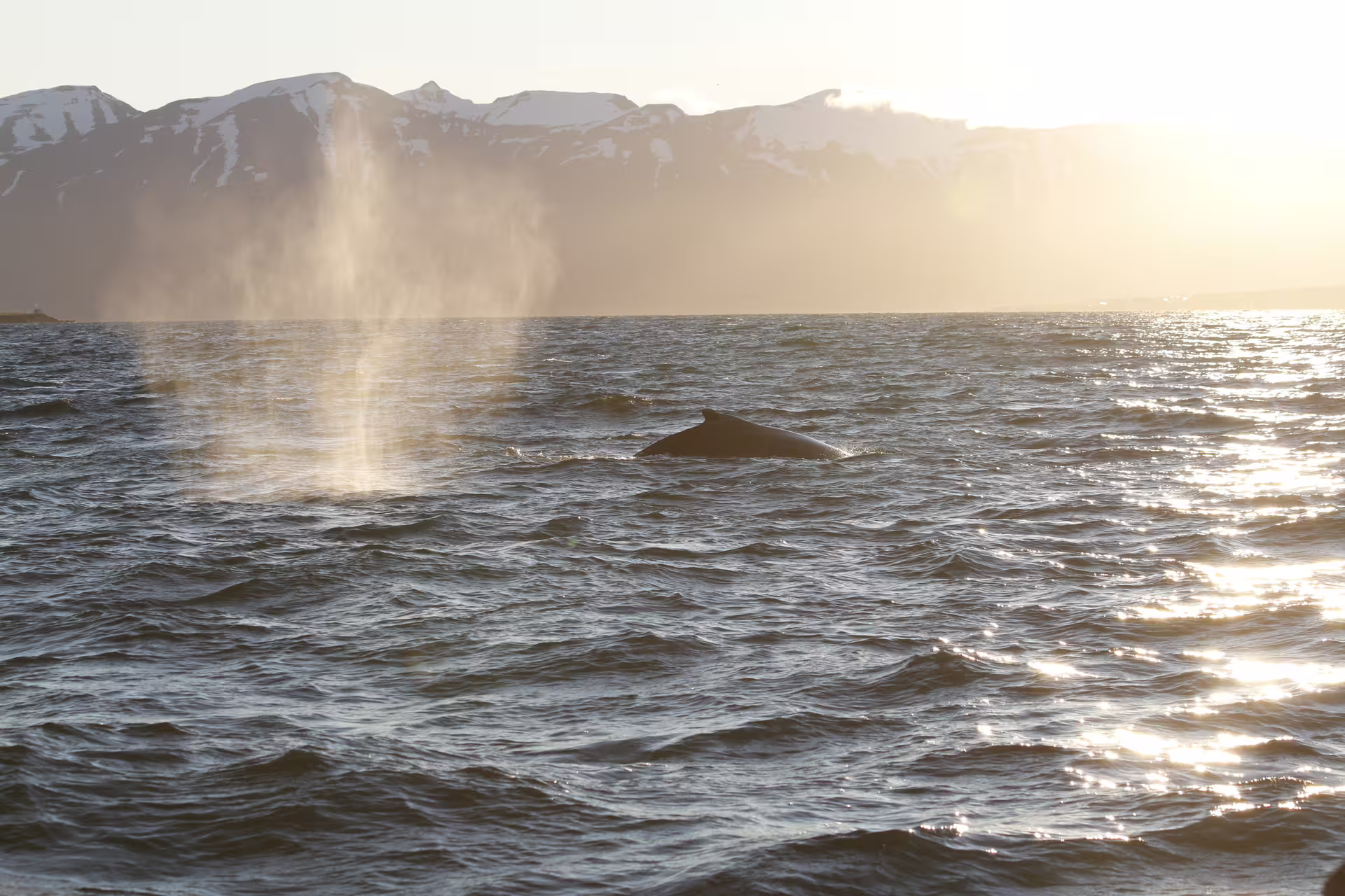 Humpback whale surfacing with spout visible near Akureyri during golden midnight sun