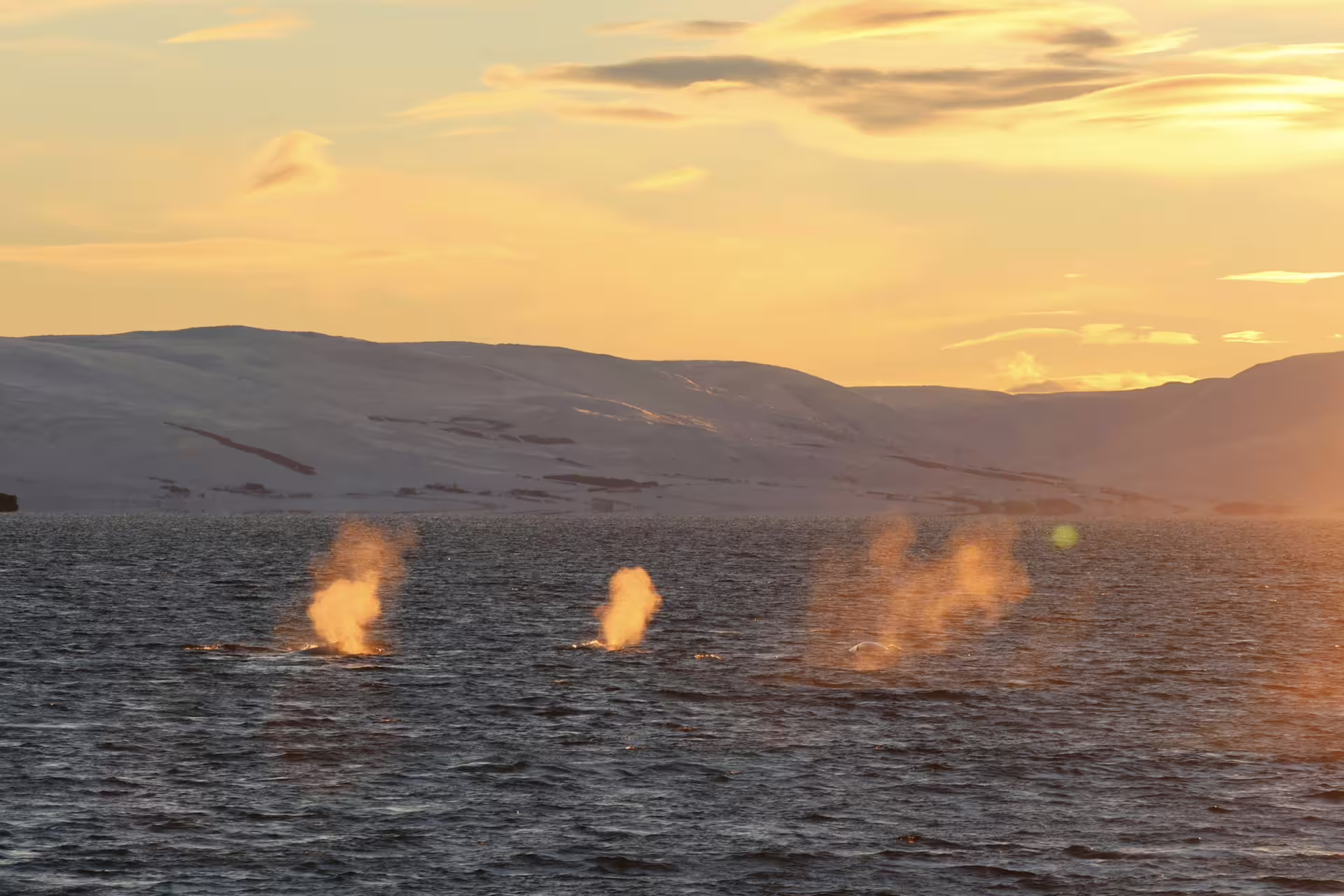 Three whale spouts rising from the ocean at golden sunset with snow-covered Icelandic hills in the background