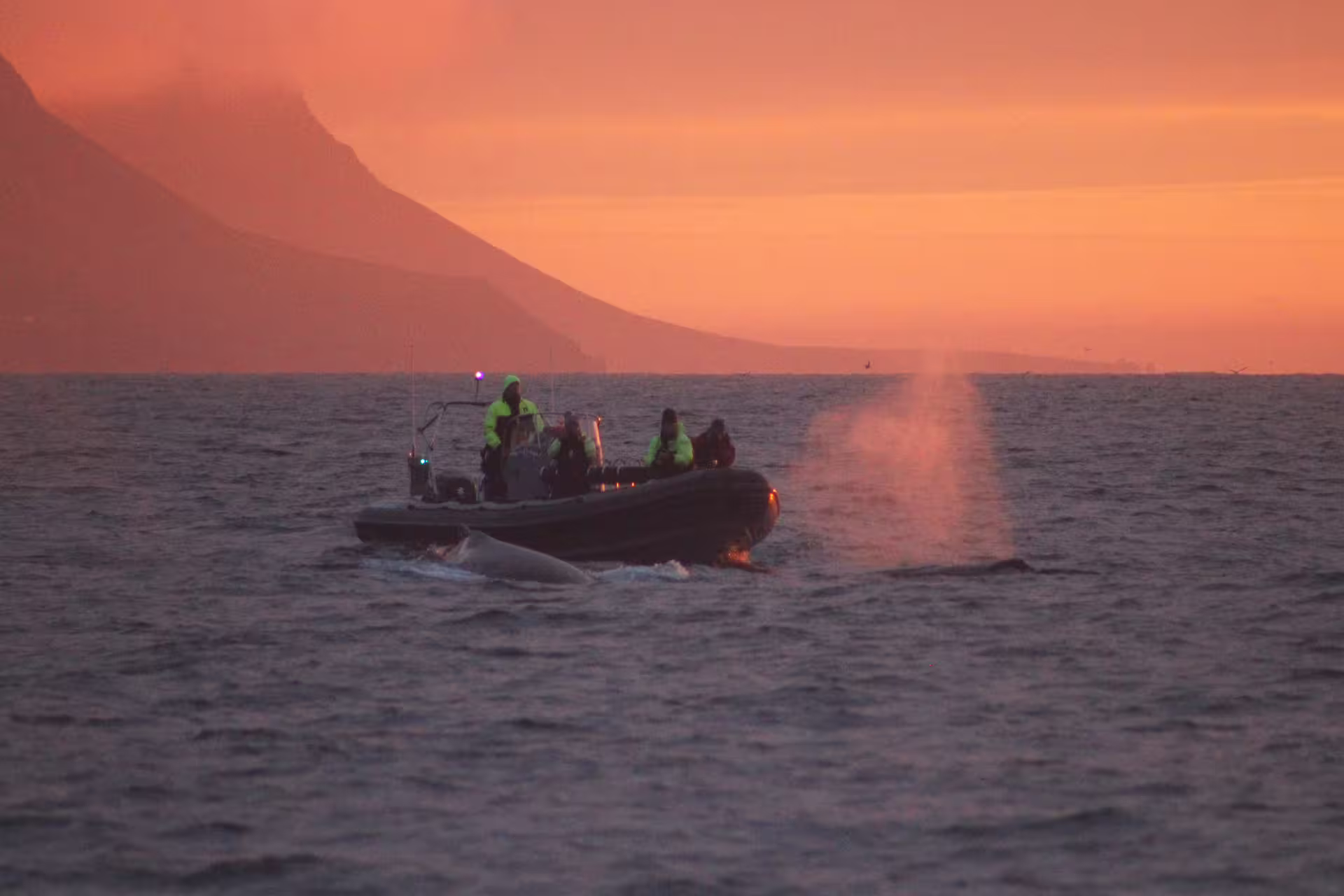 Whale spouting beside a RIB boat with passengers at sunset during Akureyri midnight sun whale watching tour
