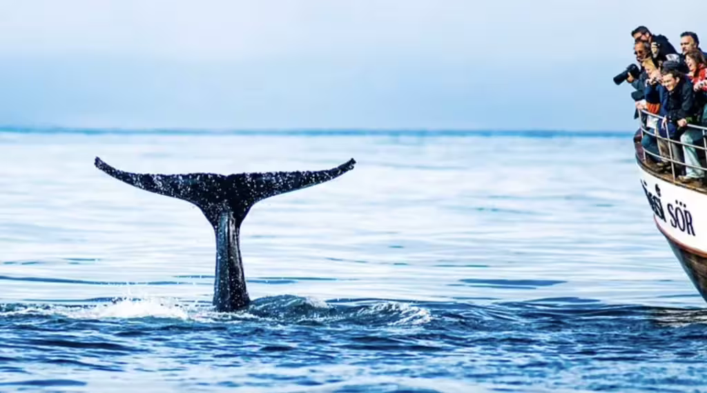 Whale tail rising from ocean water beside tourist whale watching boat near Akureyri Iceland