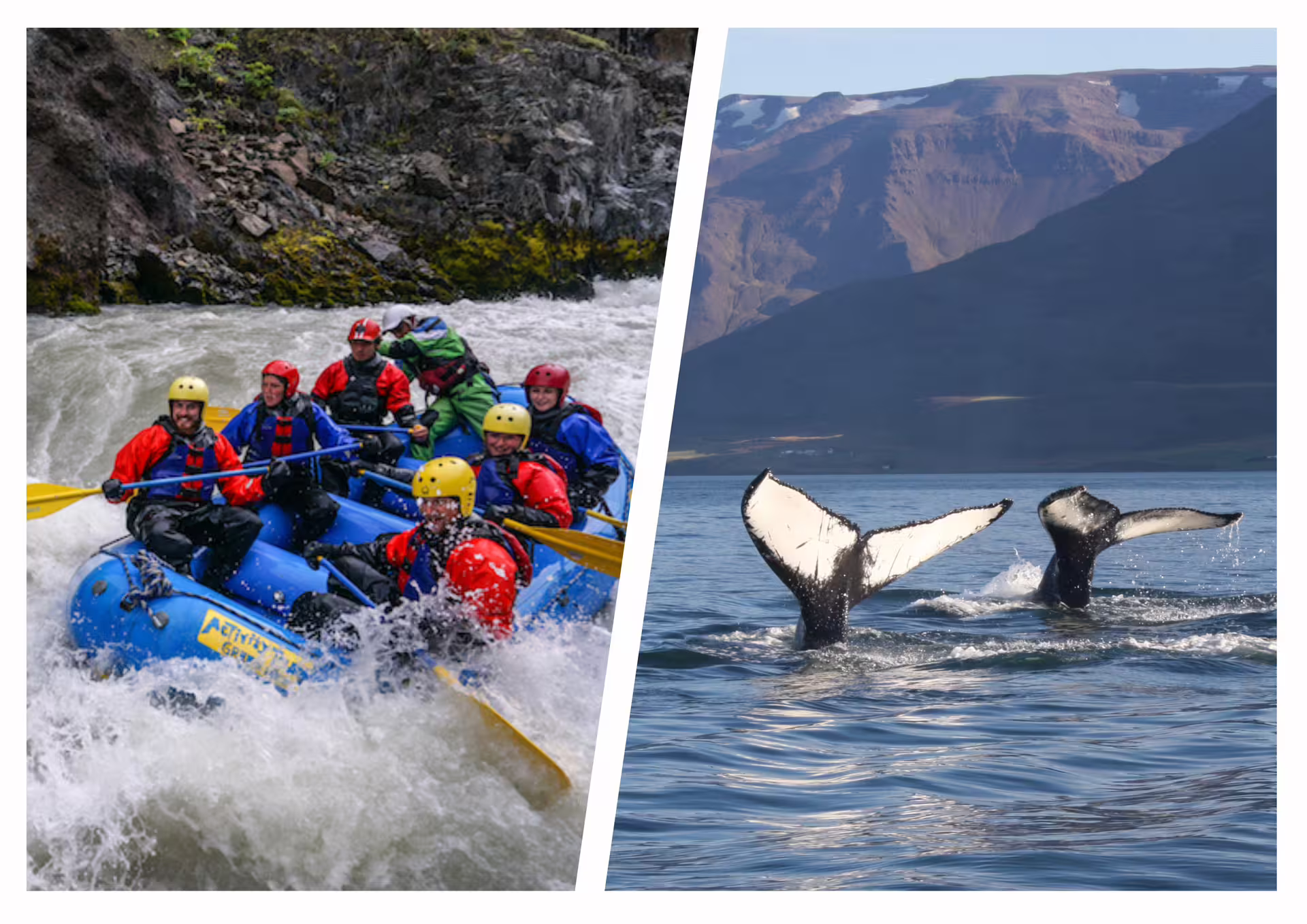 Group white water rafting in blue raft on rapids alongside two humpback whale tails breaching calm ocean waters