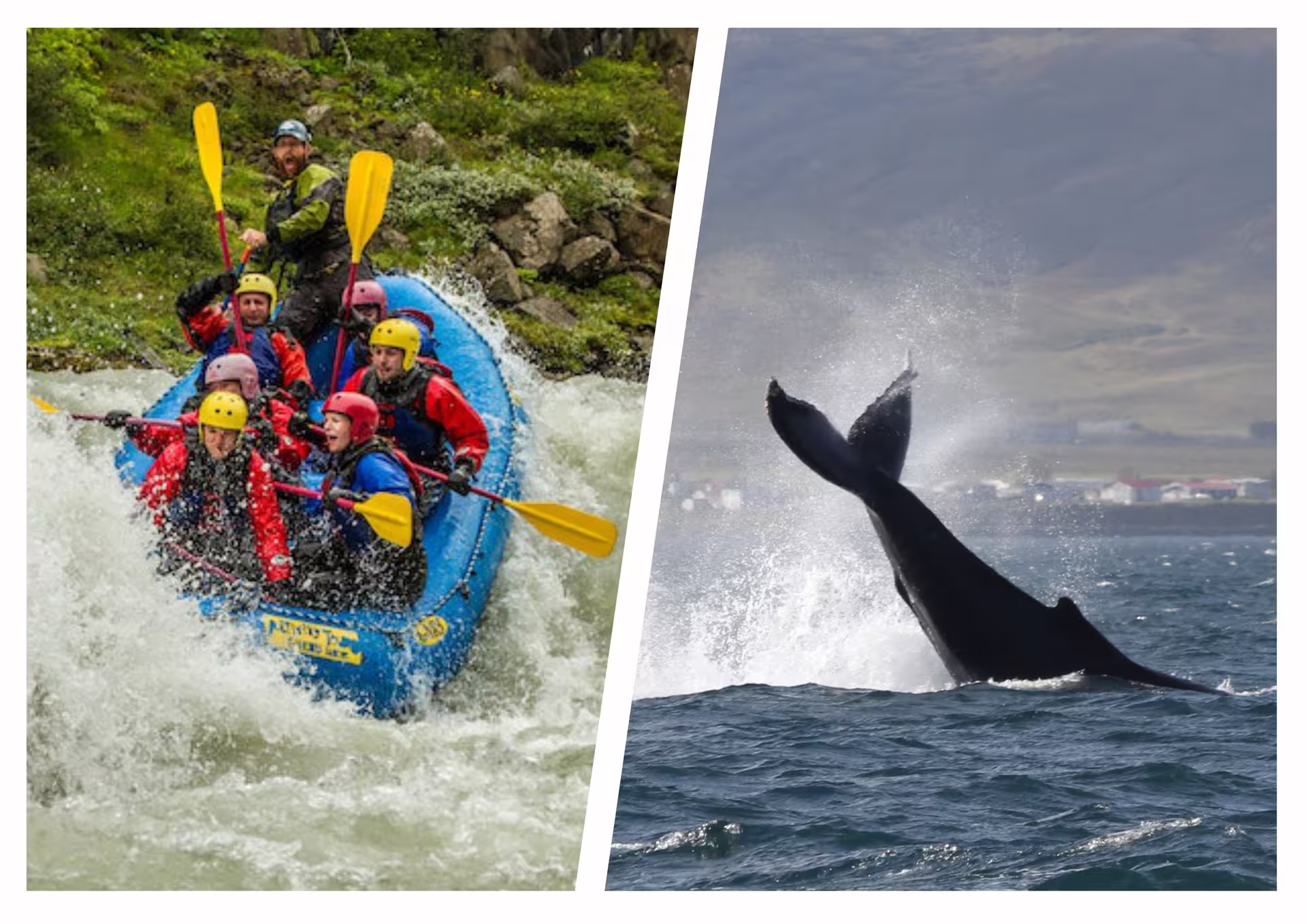 Group white water rafting in blue raft on rapids beside whale tail breaching ocean near Akureyri Iceland