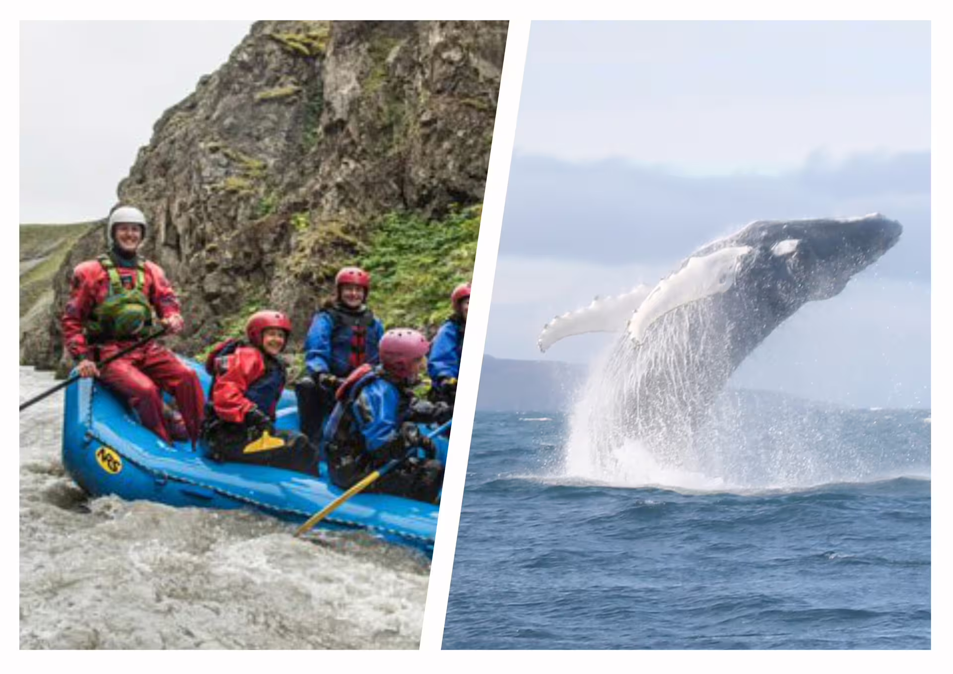 Group white water rafting in blue raft near rocky cliffs and humpback whale breaching ocean waters