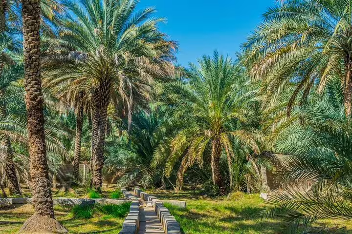 Lush palm trees and traditional irrigation system in Al Ain oasis on private garden city tour with zoo ticket.