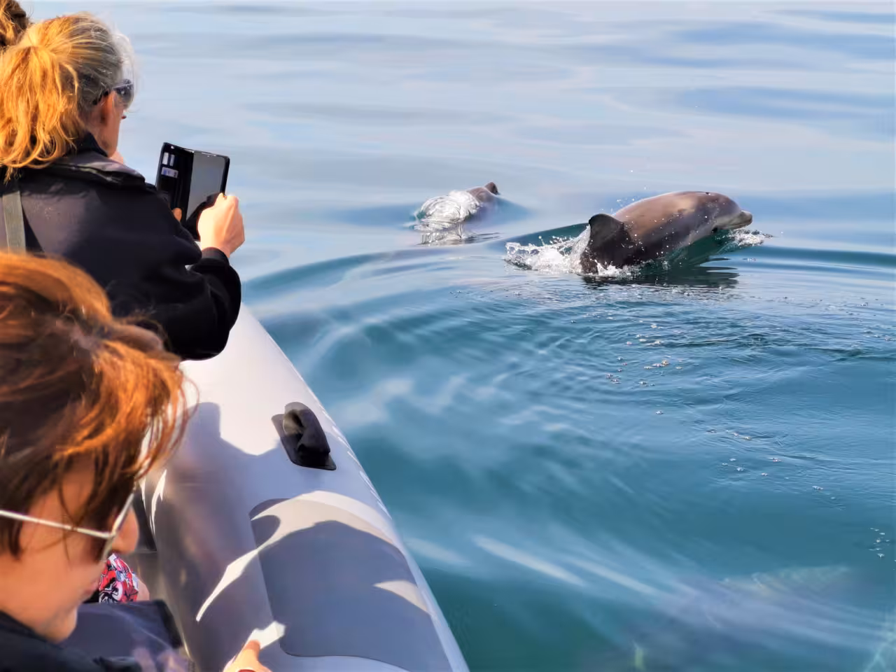 Dolphins swimming beside a private Albufeira boat charter, guests filming on a customizable Algarve cruise
