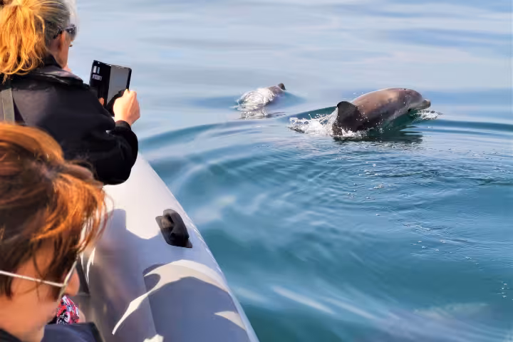 Guests on Albufeira rib boat watch dolphins surf beside the bow on a Benagil Caves dolphin tour