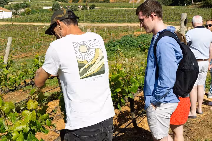 Tour participants observing grapevines at a picturesque Algarve vineyard on a sunny day.
