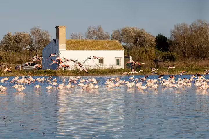 Flamingos wade and fly near a rustic house on Albufera lagoon, showcasing nature's beauty on a private day trip tour.