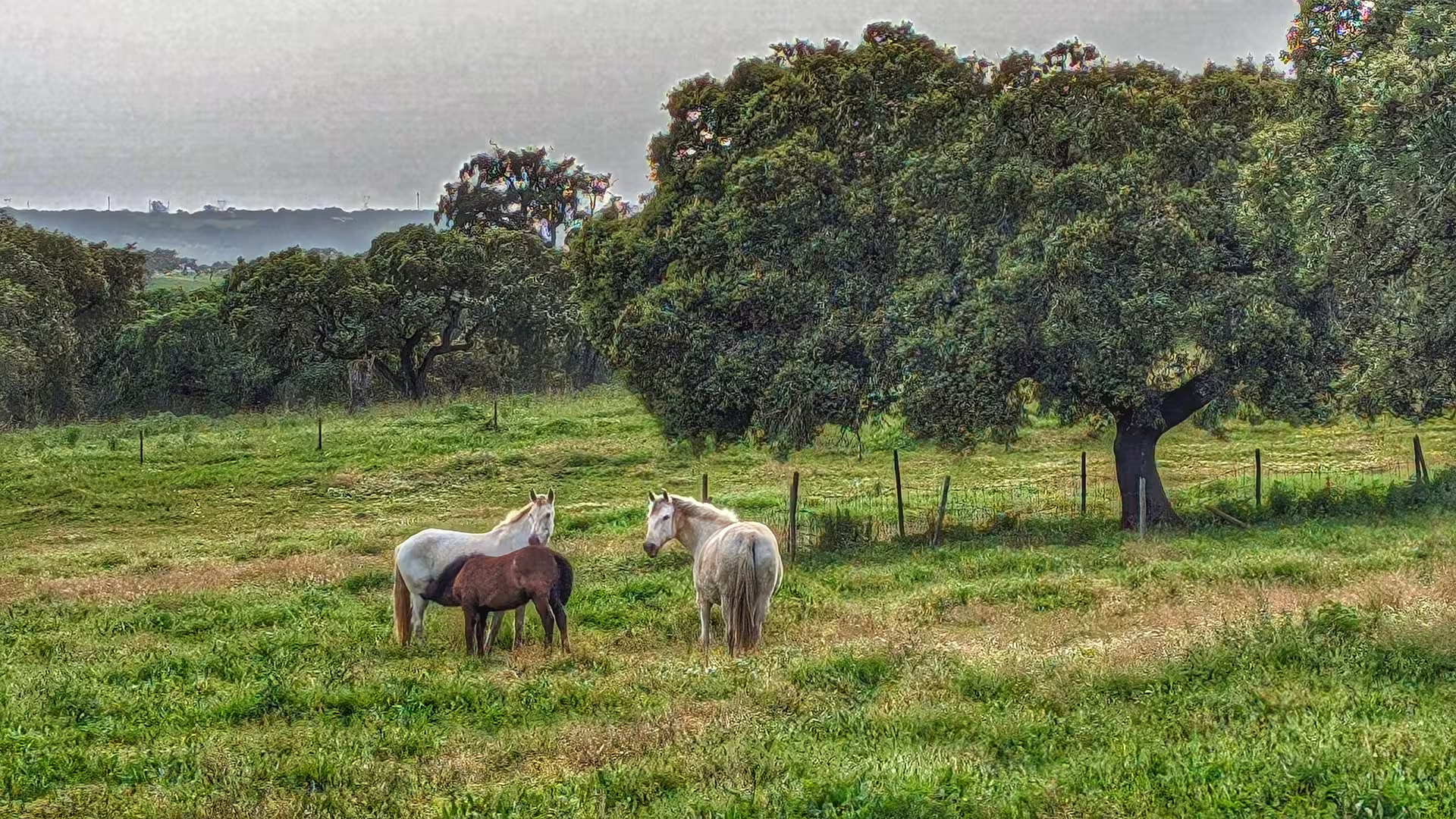 Horses grazing in a lush green Alentejo meadow with large trees.