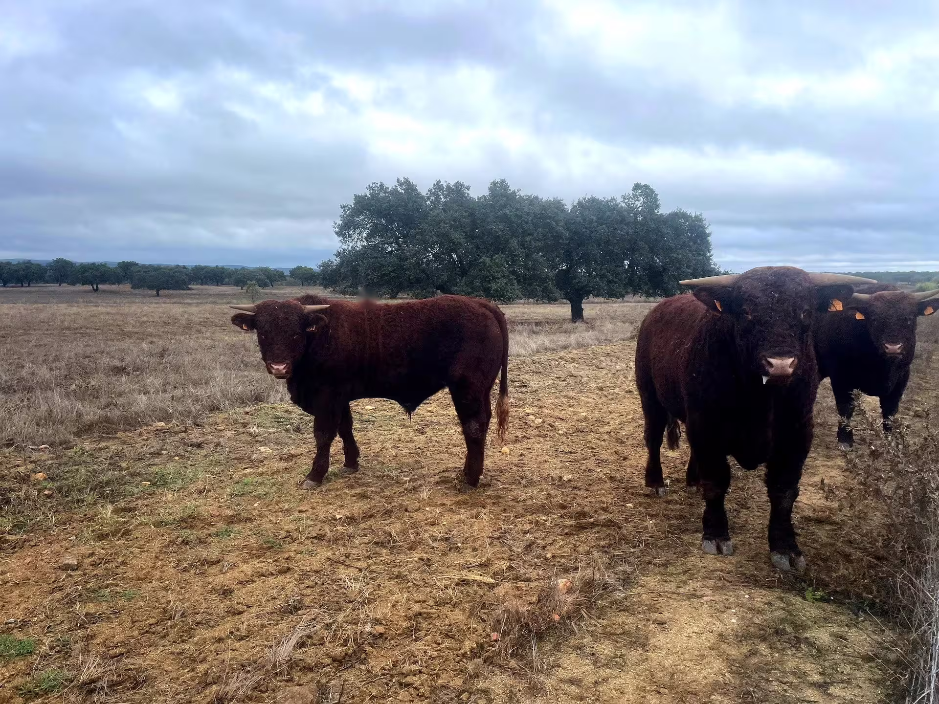 Majestic bulls roam the open fields of Alentejo Montado, capturing the essence of Portugal's rural landscape.