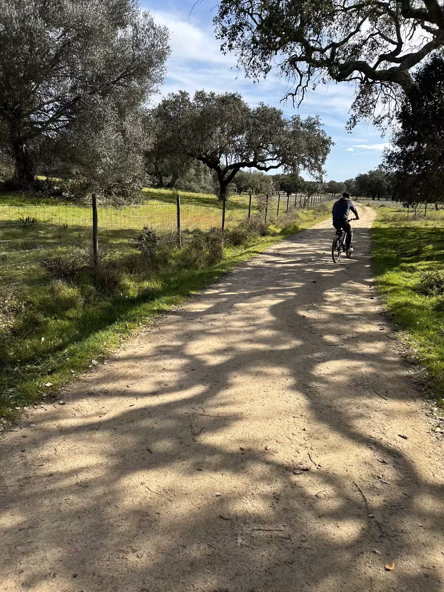 Rider exploring the serene trails of Alentejo Montado, shaded by lush trees under a bright sky.