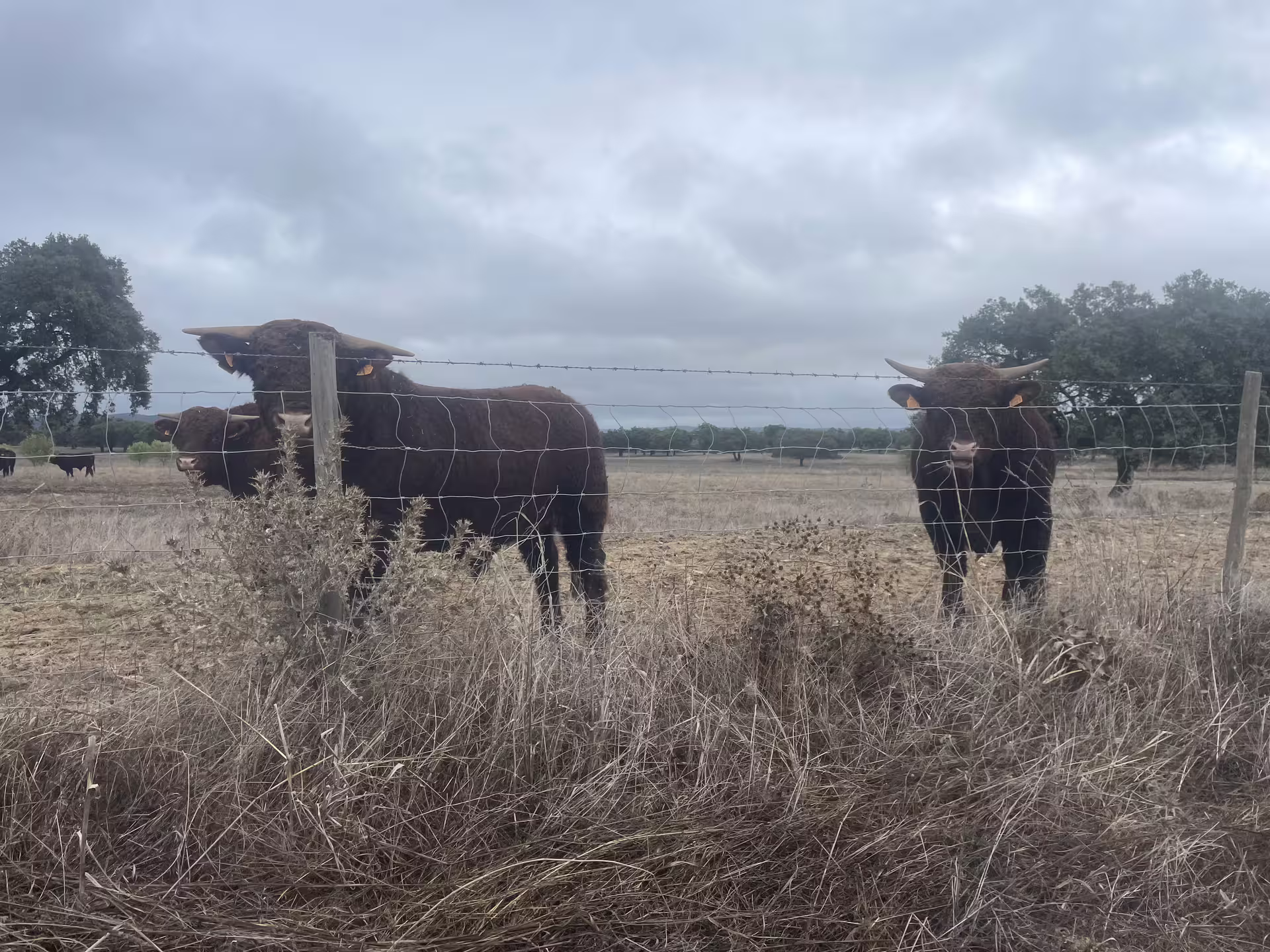 Bulls stand behind a fence in the scenic Alentejo Montado, showcasing the region's traditional pastoral charm.