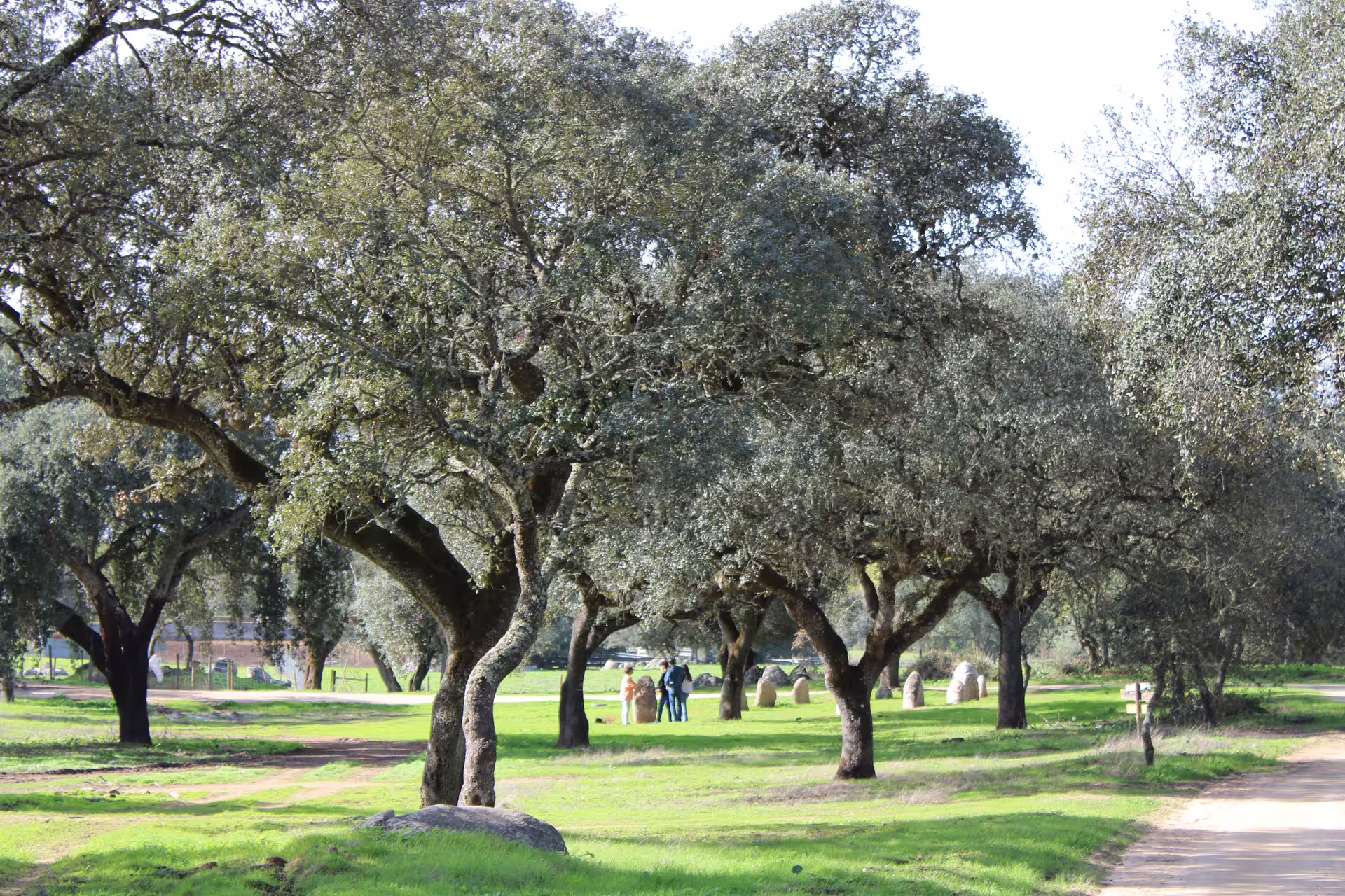 Scenic grove of oak trees with people exploring stone formations, showcasing the natural beauty of Alentejo's countryside.