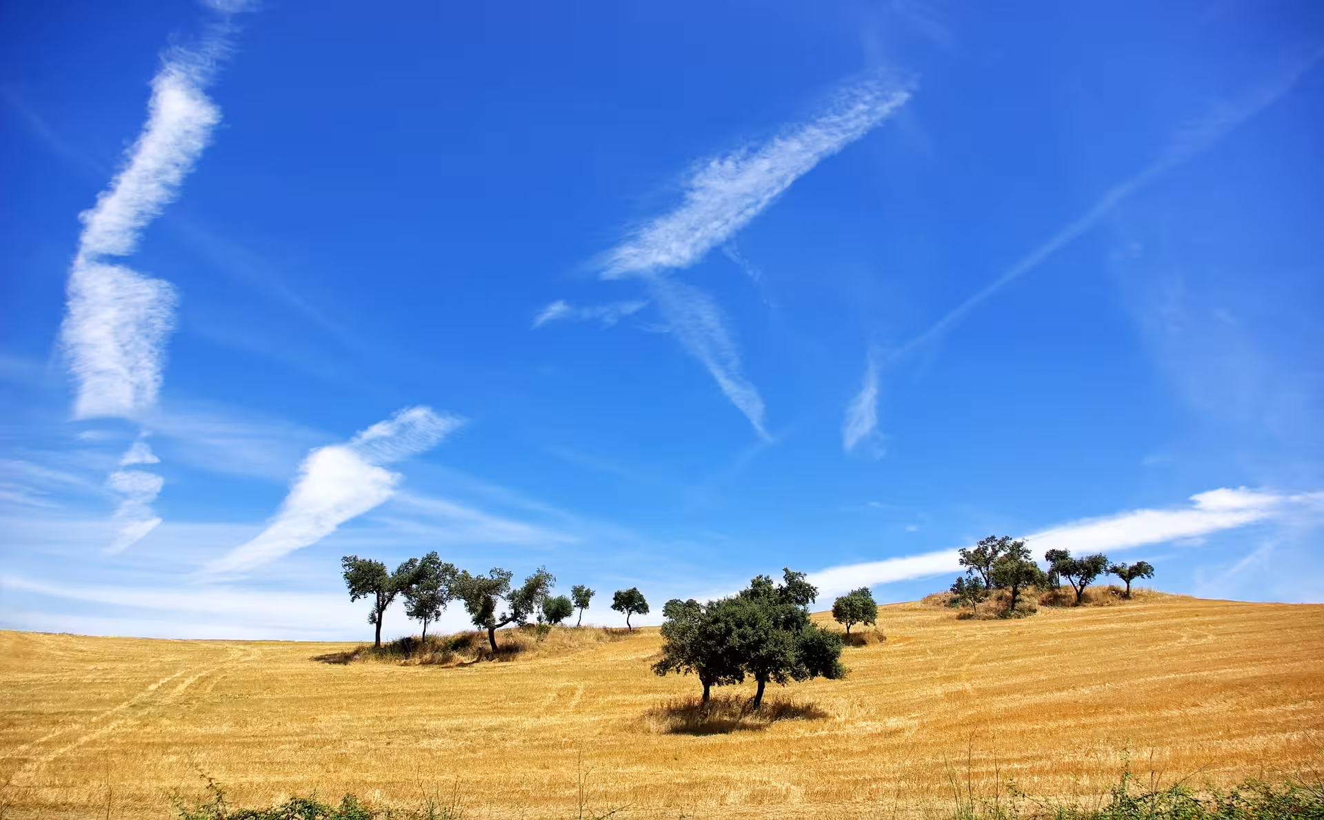 Scenic view of Alentejo's rolling golden fields with scattered cork trees under a bright blue sky, ideal for Évora tours.