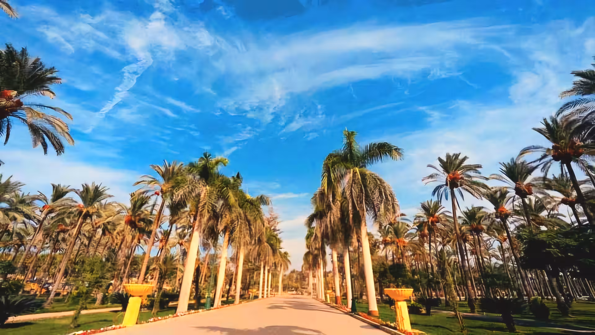 Tree-lined palm avenue in Alexandria Royal Gardens under a bright blue sky with wispy clouds