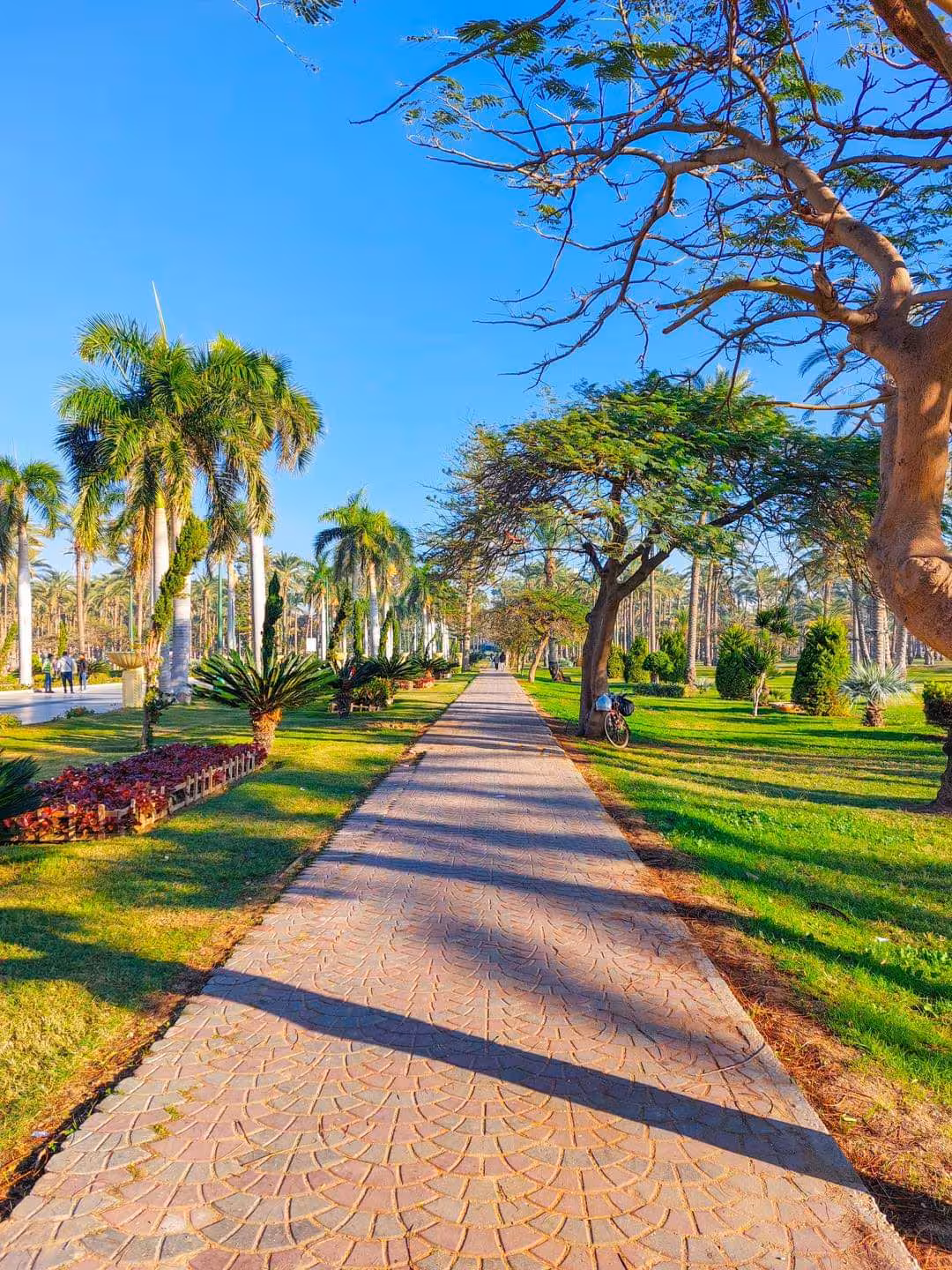 Tree-lined paved walkway through lush gardens with palm trees under a clear blue sky in Alexandria