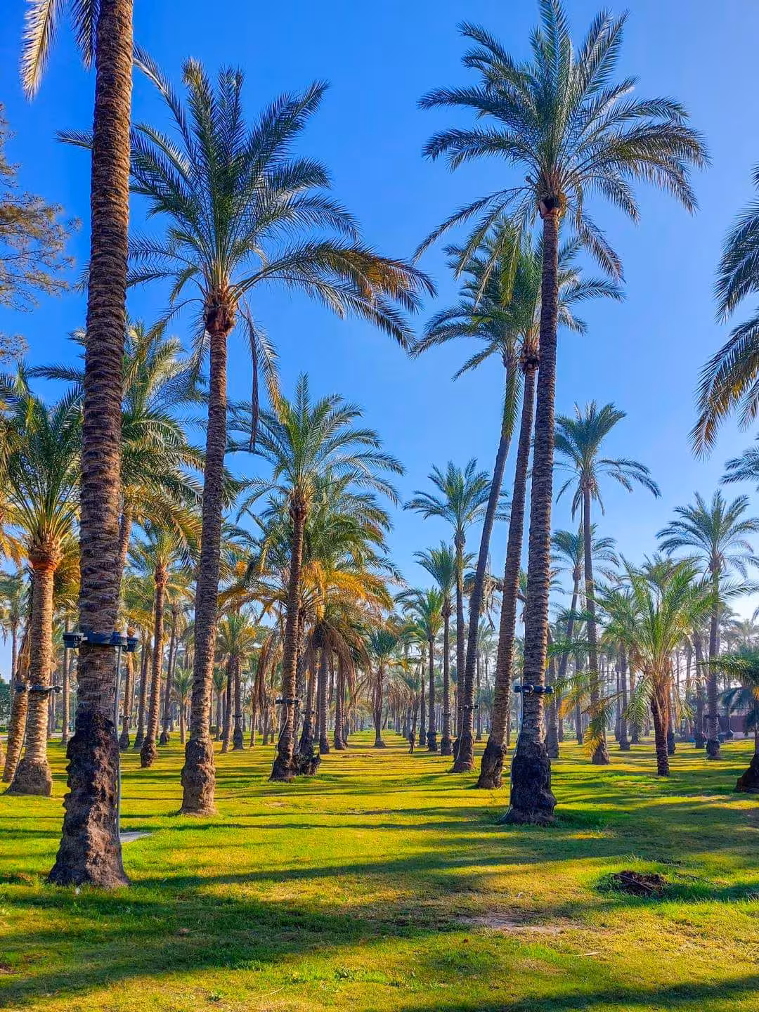 Rows of tall palm trees over green grass under clear blue sky in Alexandria royal gardens
