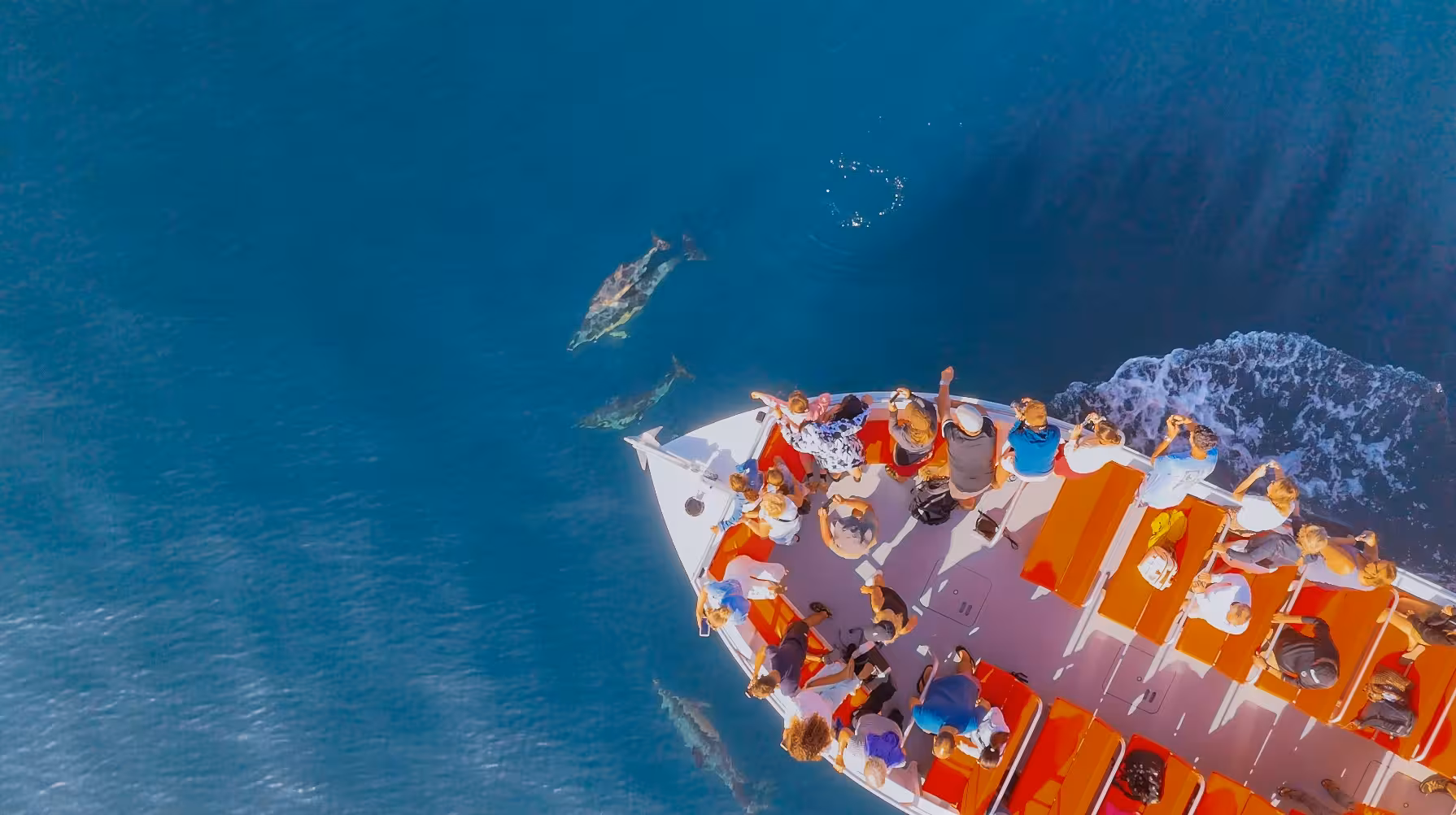 Drone aerial shot of tourists cheering as wild dolphins swim beside their boat on an Algarve dolphin watching tour