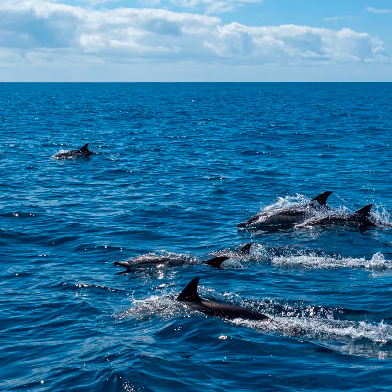 Pod of wild dolphins swimming beside the boat on the Algarve Caves and Dolphins ocean safari tour
