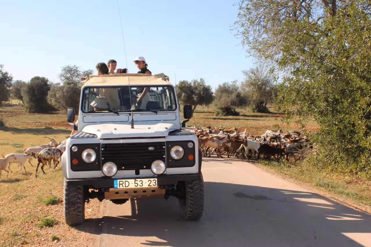 Open-top 4x4 jeep on Algarve Grand Safari full-day tour passing a herd of goats on a quiet country road