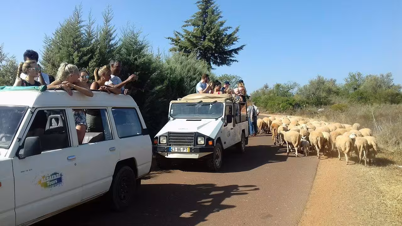Tourists in jeeps watching a shepherd herd sheep along a rural road on a full day Algarve jeep safari experience