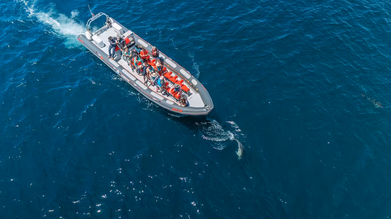 Speedboat dolphin watching in the Algarve, guests spot a dolphin beside the RIB on the Caves and Dolphins tour