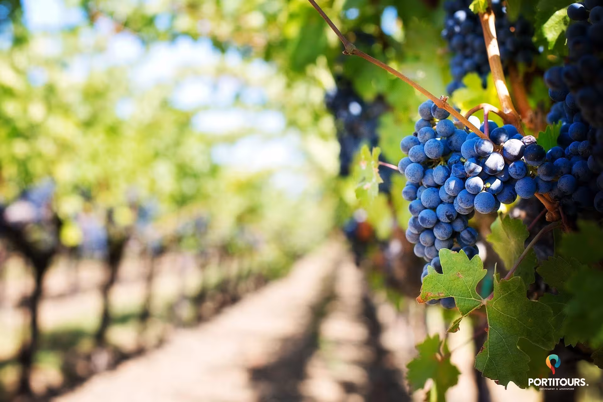 Close-up of ripe purple grapes in sunny Algarve vineyard row, highlighting local wine estates on panoramic tasting tour