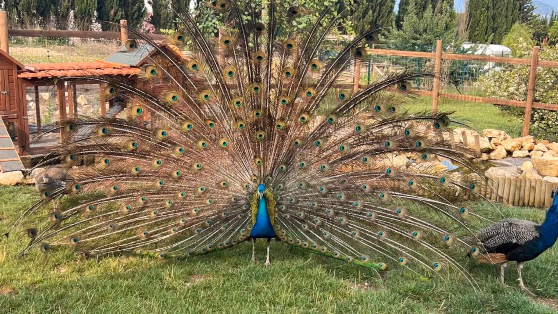 Majestic peacock displaying its vibrant feathers at an Alghero animal shelter, offering a unique tour experience.
